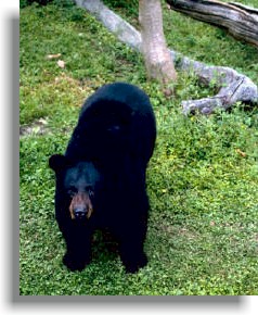 Black Bear