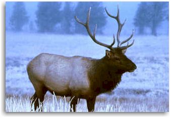 Colorado Elk Hunting
