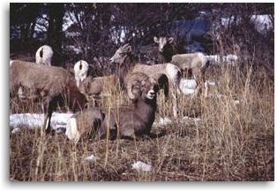 Rocky Mountain Bighorn Sheep