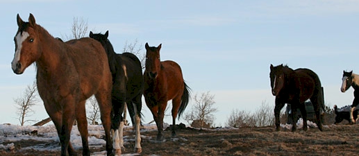 Grey Wolf Ranch Victor Colorado - Teller County Colorado Outdoor