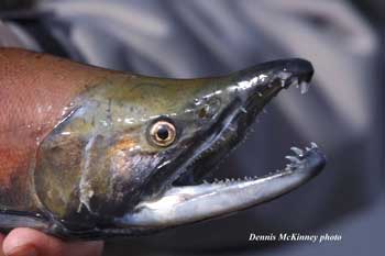 Eleven Mile Kokanee Fishing and Snagging - Teller County Colorado