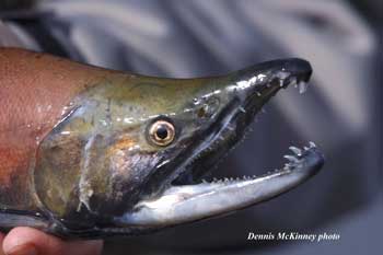 Kokanee Salmon