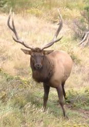Elk in Mueller State Park