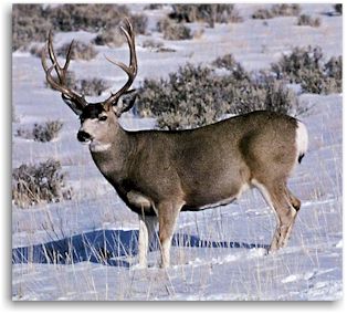 Colorado Mule Deer Hunting