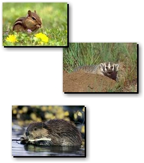 Small Mamals found in Teller County, Colorado