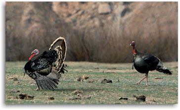 Colorado Turkey Hunting