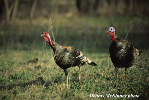 Spring Turkey Hunting