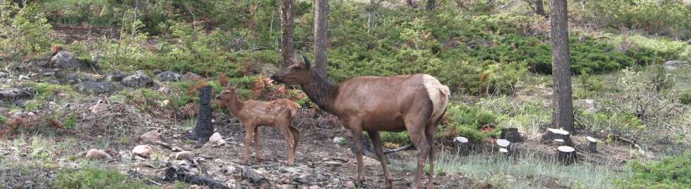 Teller County Wildlife