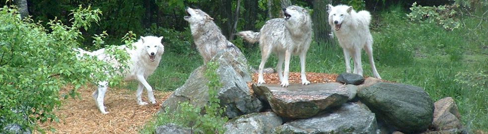 Colorado Wolf and Wildlife Center