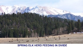 Spring Elk Herd