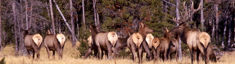 Teller County Bull Elk